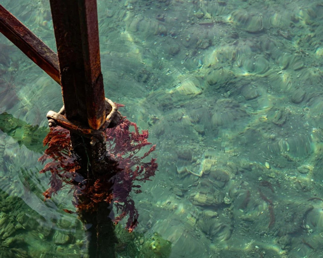 Red Algae Extract: A Marine-Derived Support for Hydrated, Resilient Skin