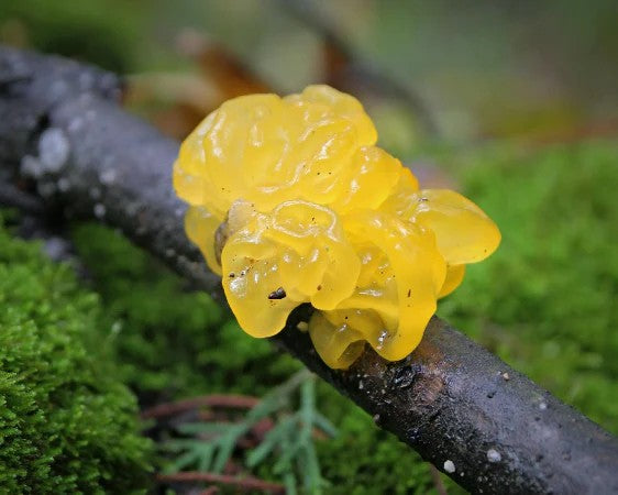 Tremella Mushroom (Snow Mushroom Extract): Nature’s Hydrator for Smooth, Dewy Skin