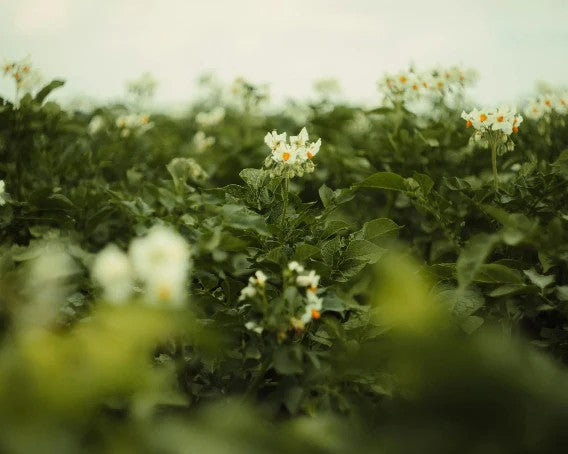 Harness the Power of Plants for Your Skin During Perimenopause