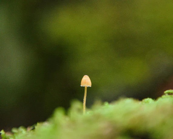 Chlorella Vulgaris Extract: A Microalgae Powerhouse for Skin Vitality and Defence