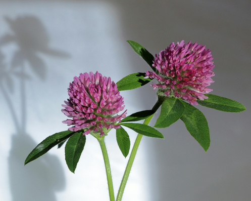 Two pink flowers with green leaves on a light gray background