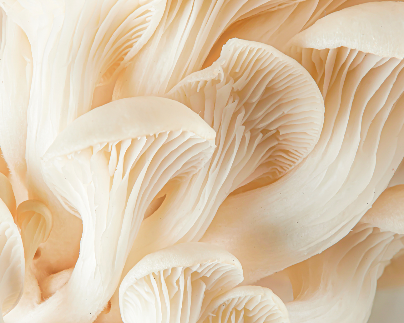 Close-up of white mushrooms with a soft focus background