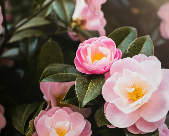 Japanese Tsubaki (Camellia japonica) Oil: A Silky, Plant-Based Moisturiser for Softness and Skin Resilience