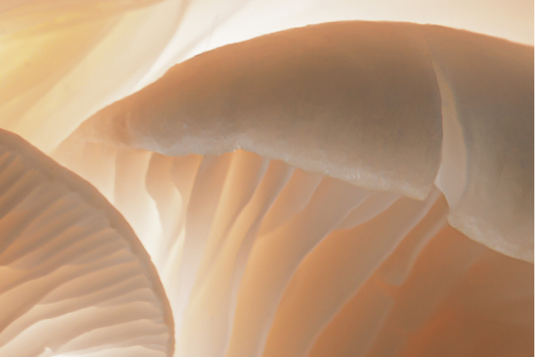 Close-up of a mushroom with a soft focus background